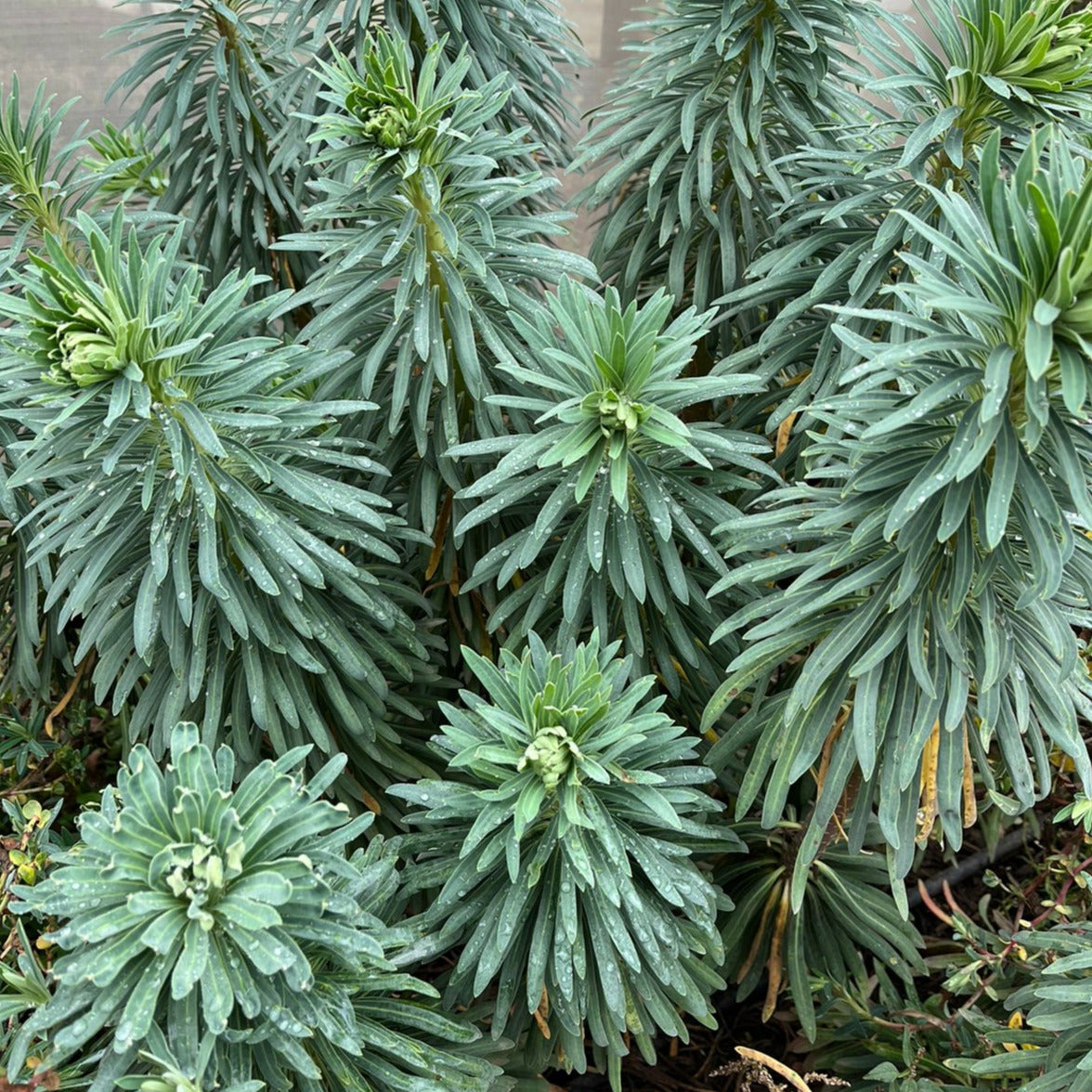 Euphorbia characeas