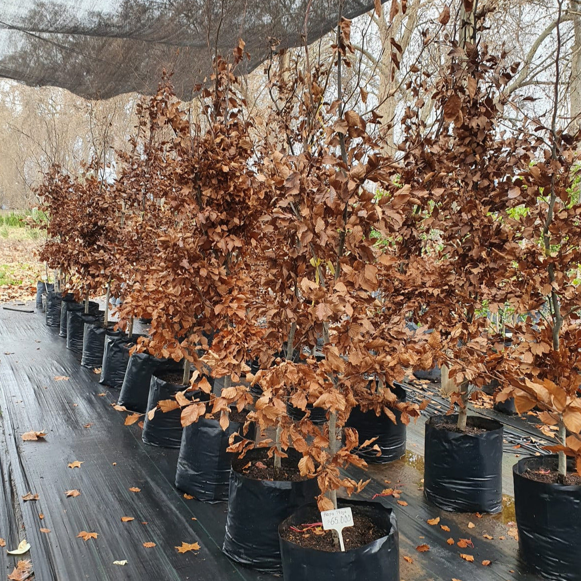 Haya Roja - Fagus Sylvatica Purourea