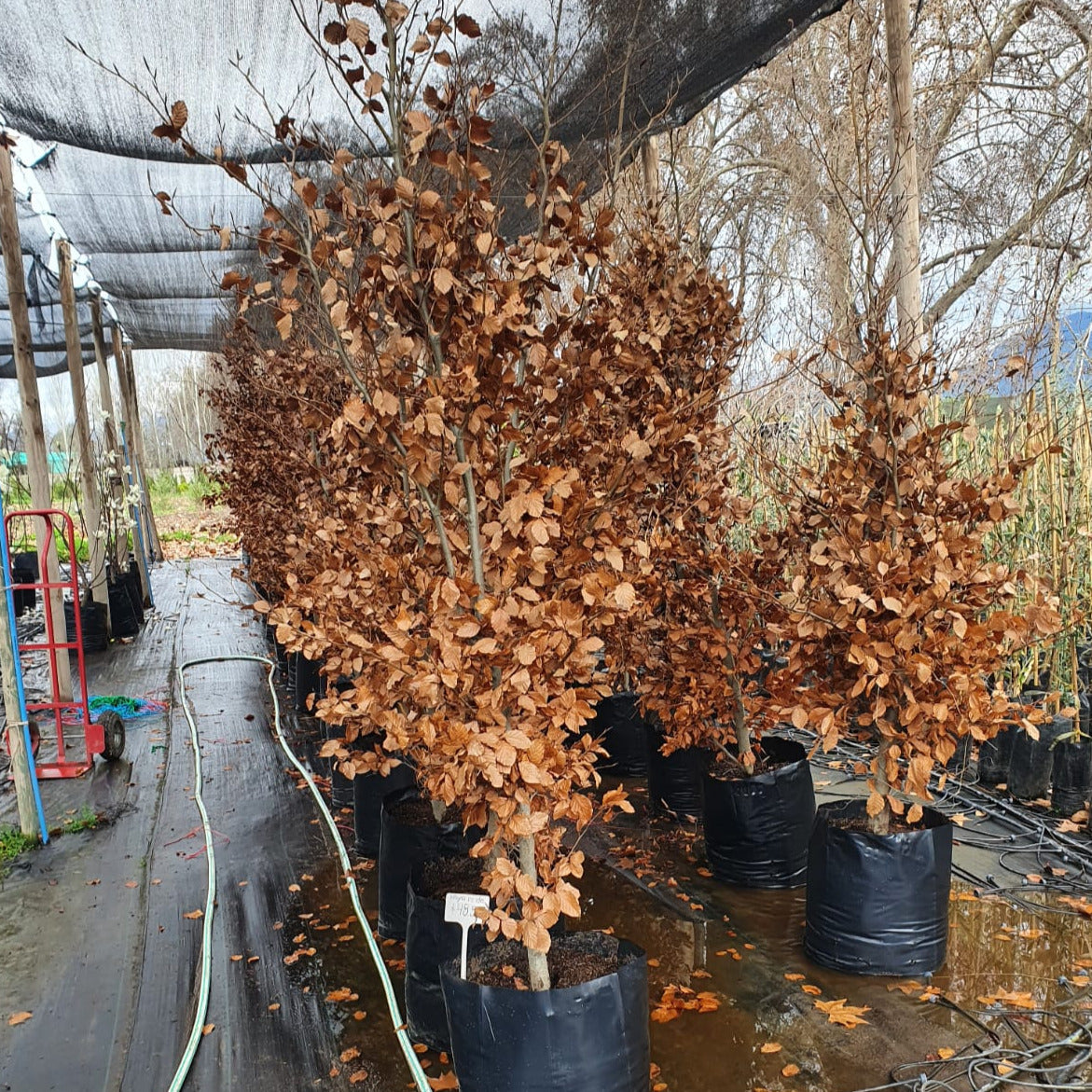 Haya Verde - Fagus Sylvatica