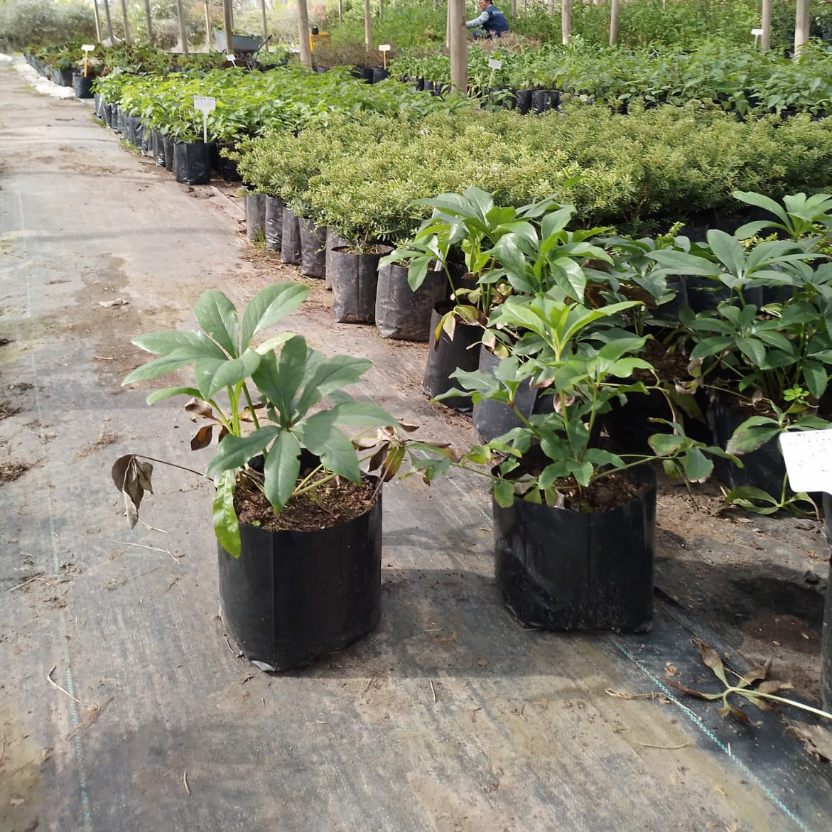 Heleoboro - Helleborus Niger