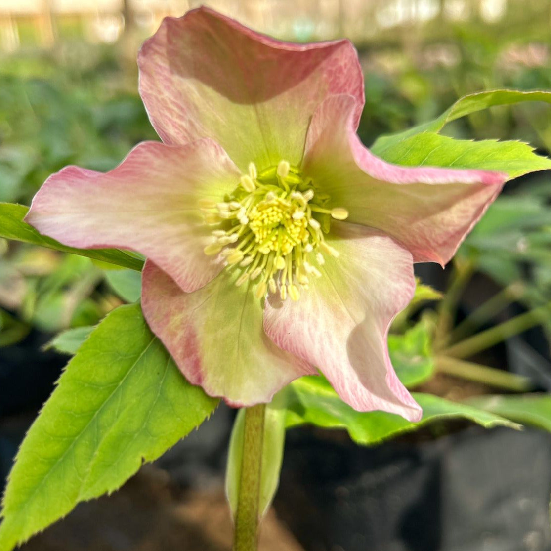 Heleoboro - Helleborus Niger