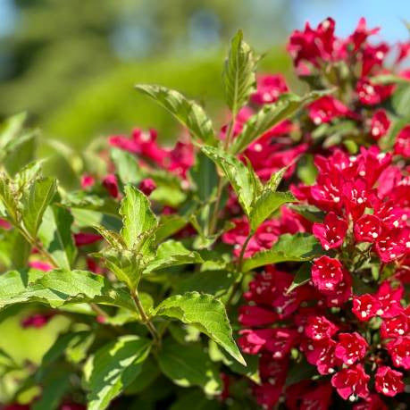 Weigelia - Weigela Florida