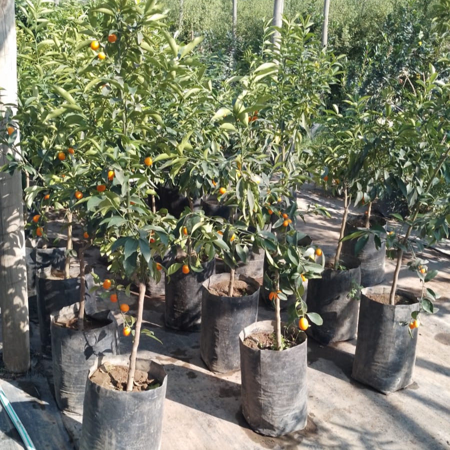 Kumquat - Fortunella Margarita.