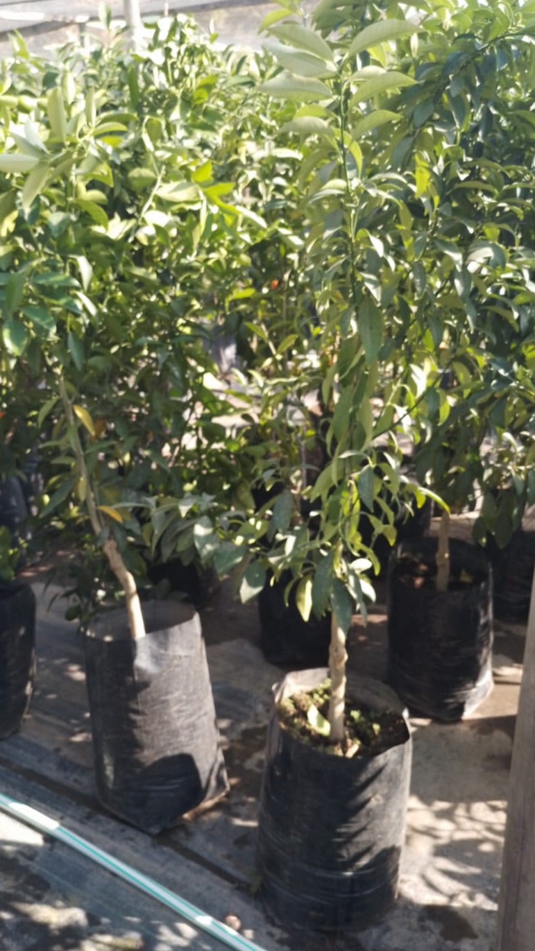 Kumquat - Fortunella Margarita.