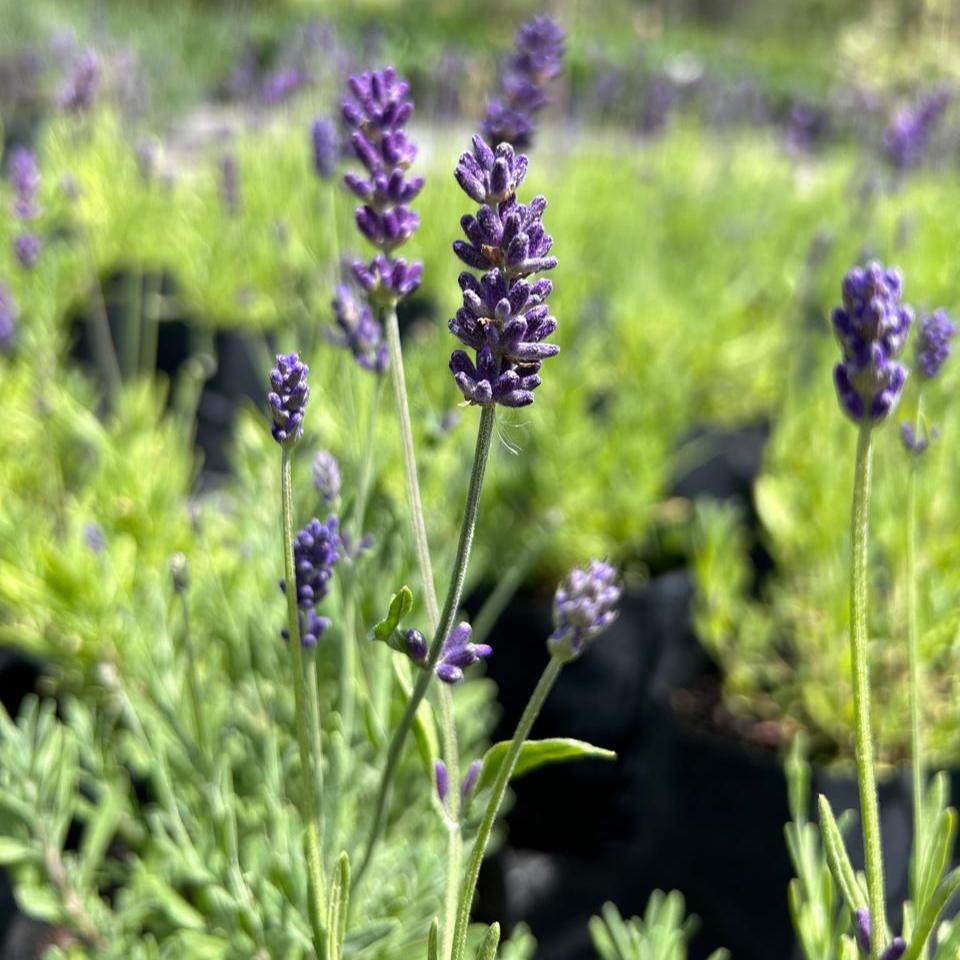 Lavanda enana