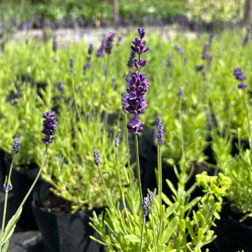 Lavanda enana