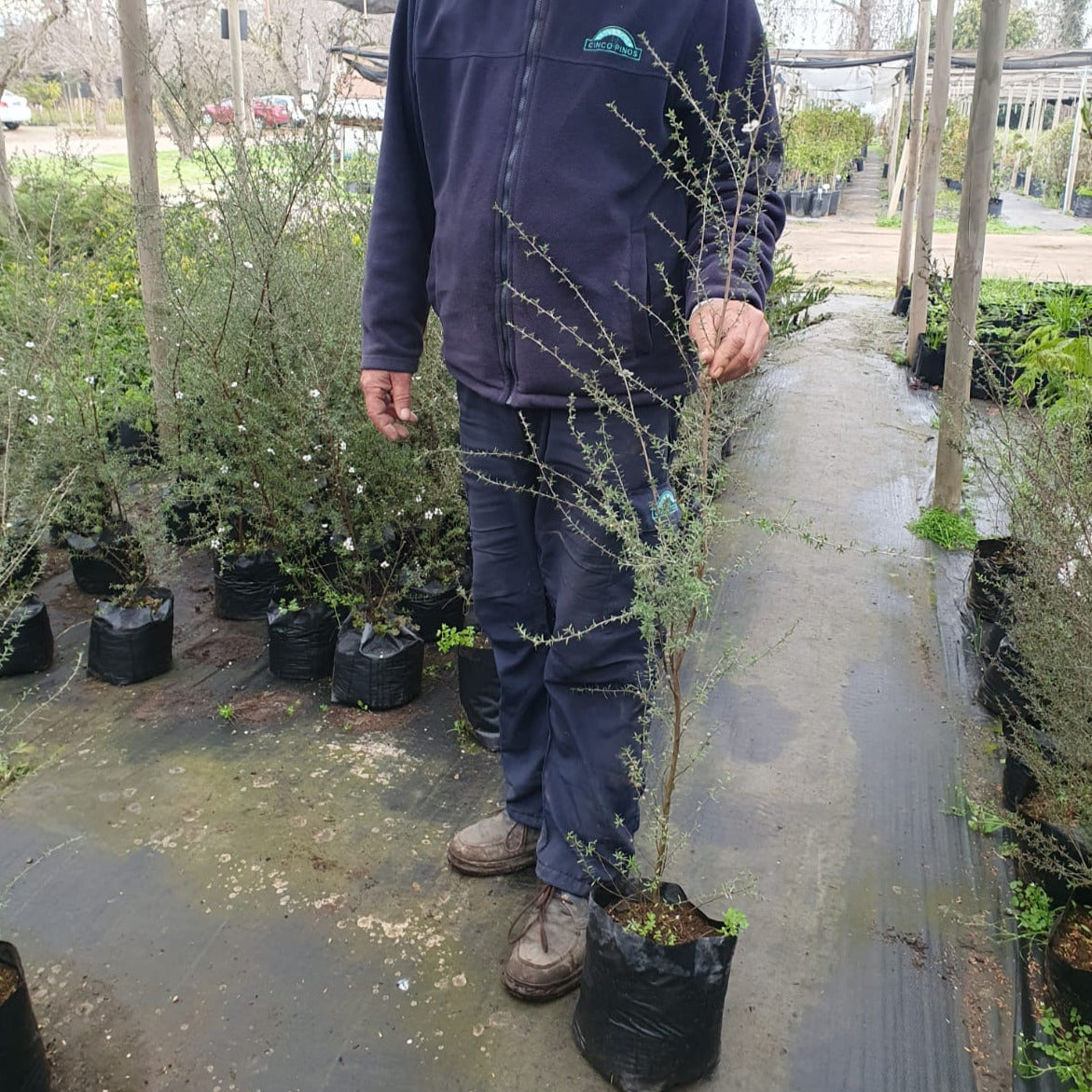 Leptospermum - Leptospermum Scoparium