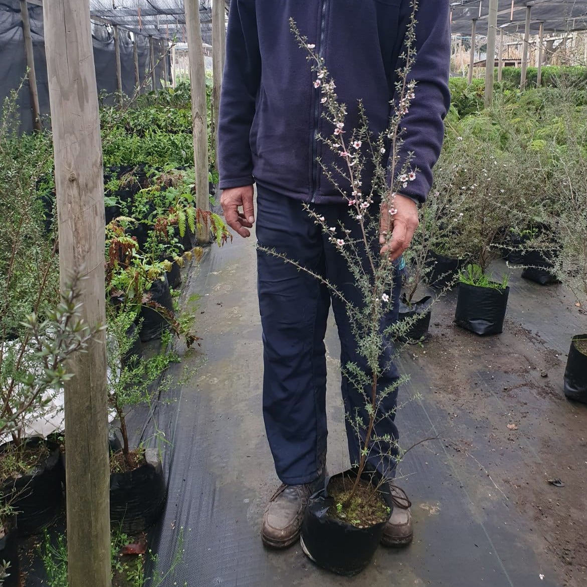 Leptospermum - Leptospermum Scoparium Rosado