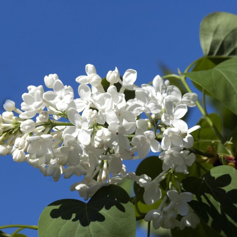 Syringa vulgaris- Lila común blanca