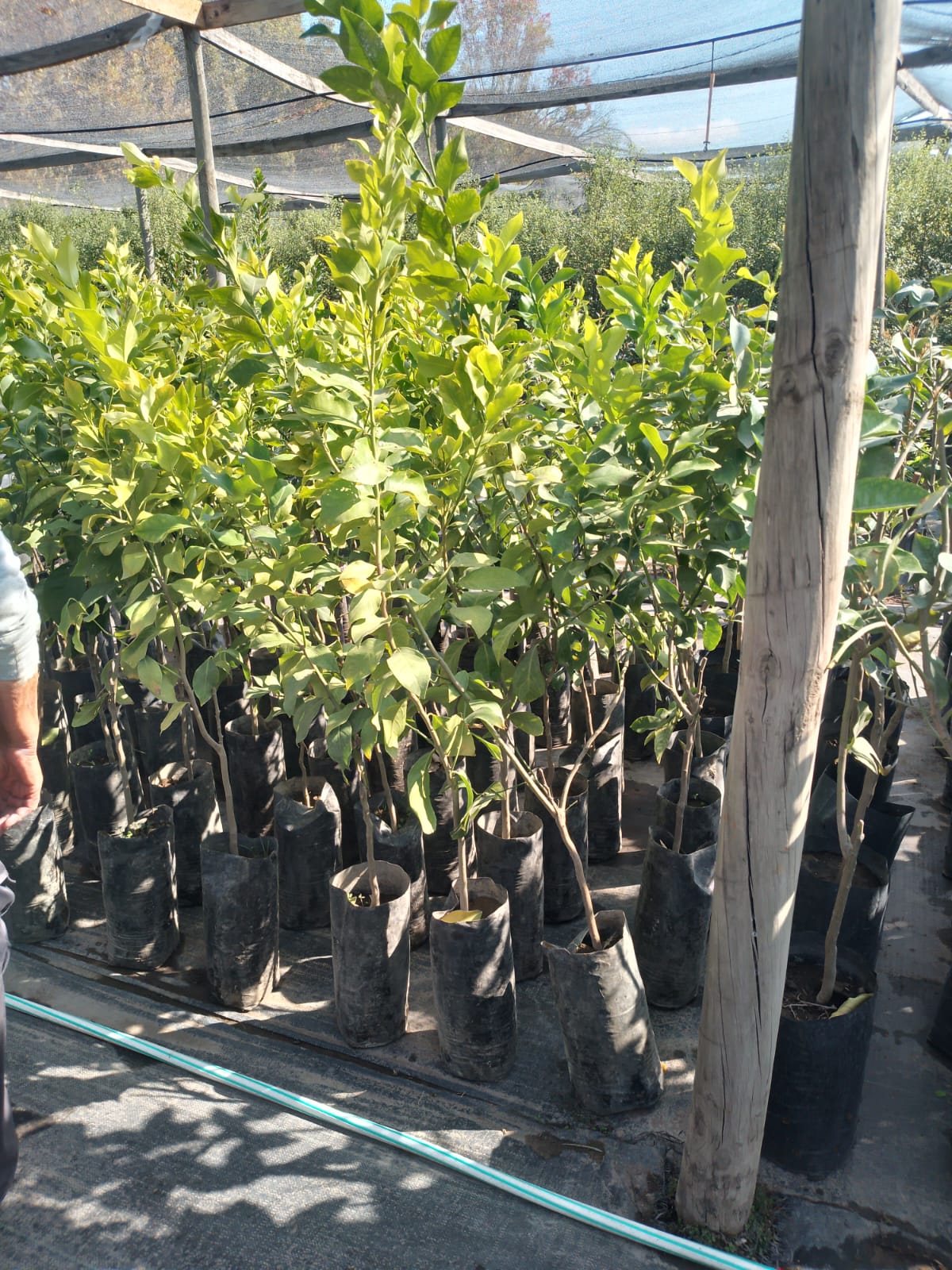 Limon Genova - Citrus Limonium Var. Genova