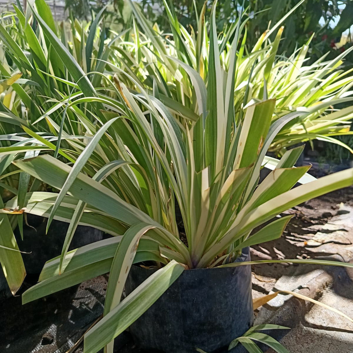Iris variegata japónica- Lirio japonés