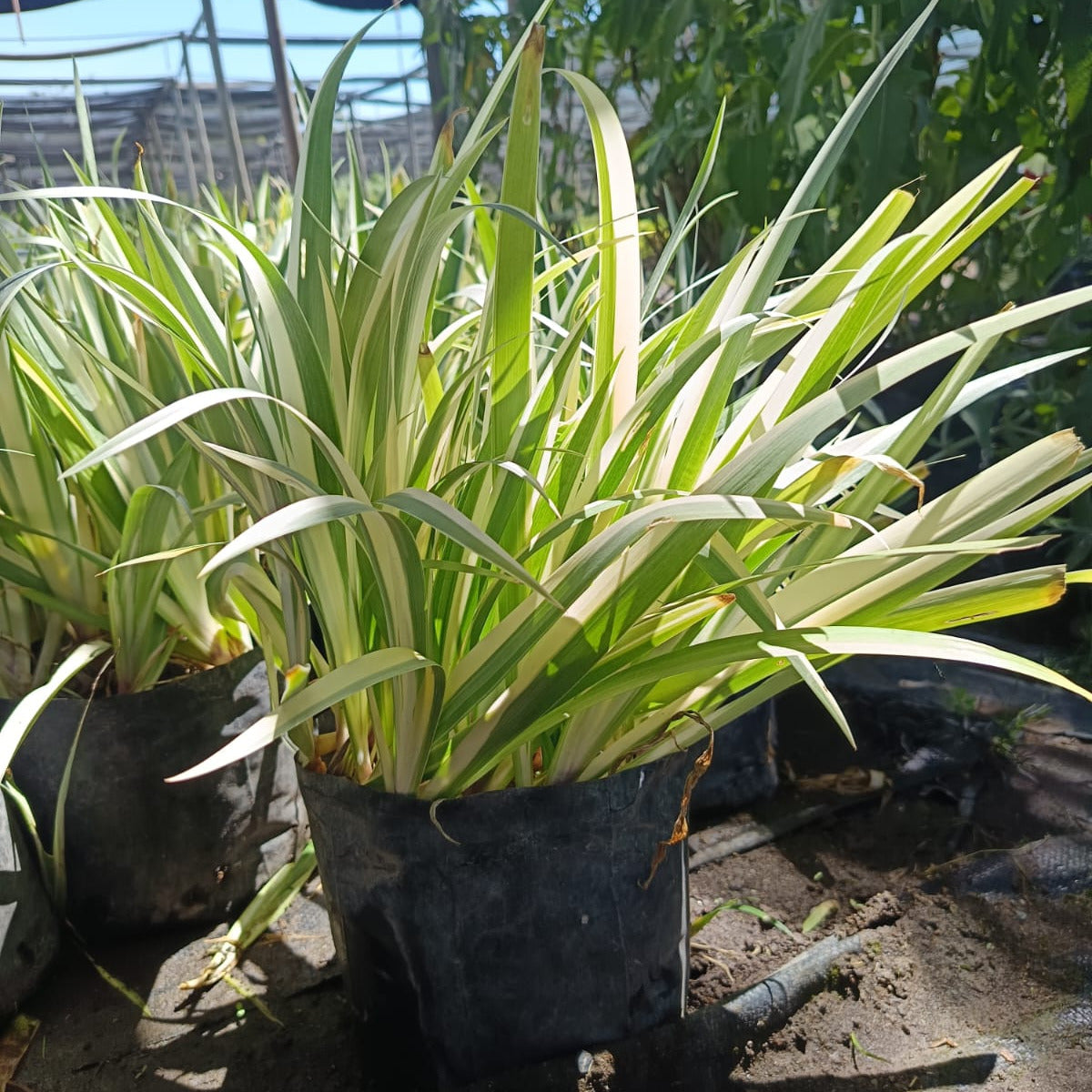 Iris variegata japónica- Lirio japonés