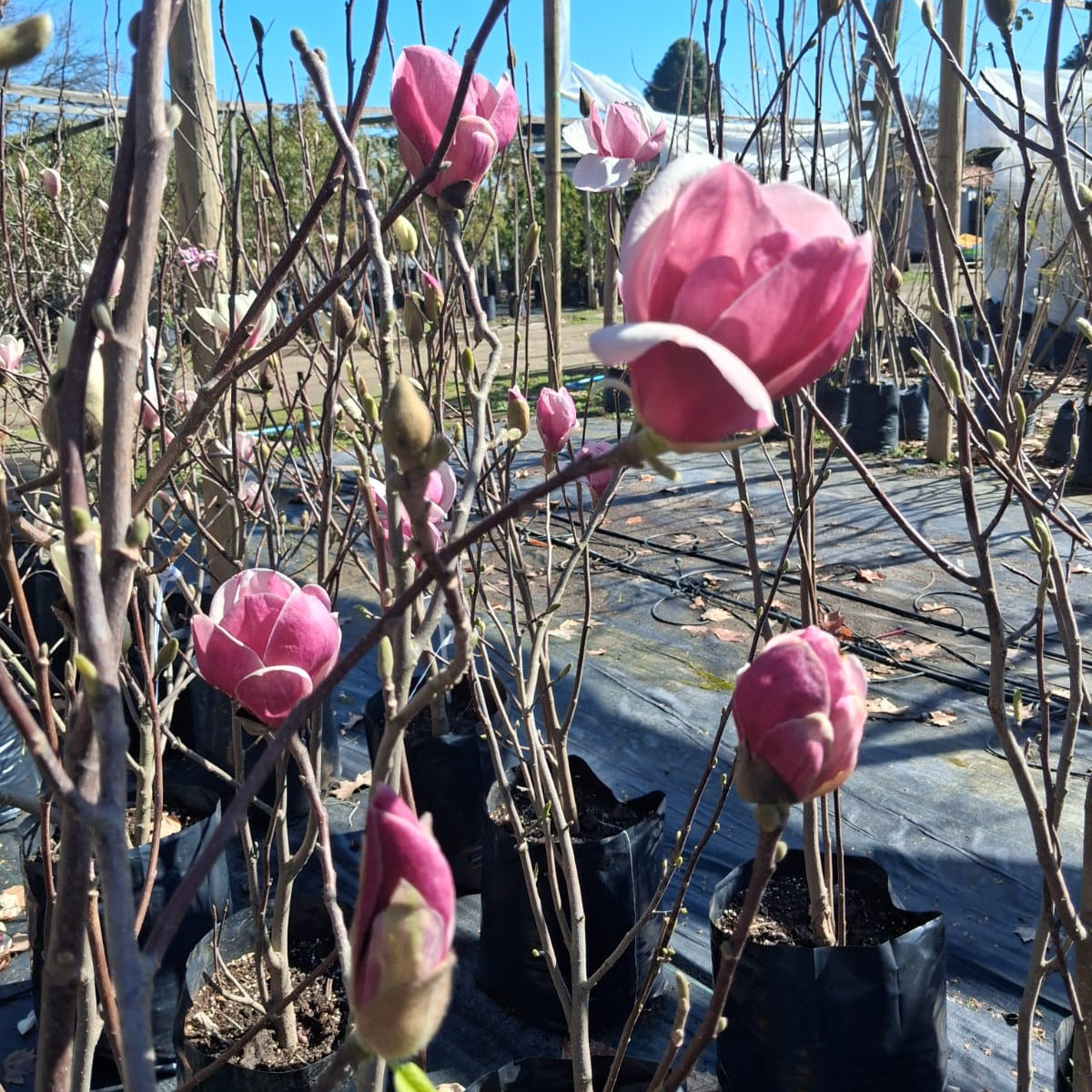 Magnolio Soulangeana - Magnolia X Soulangeana