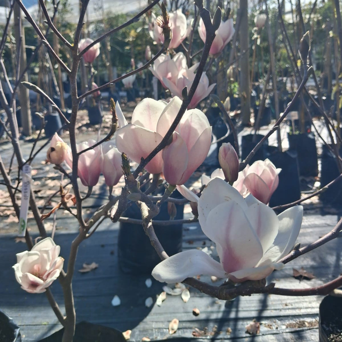 Magnolio Soulangeana - Magnolia X Soulangeana