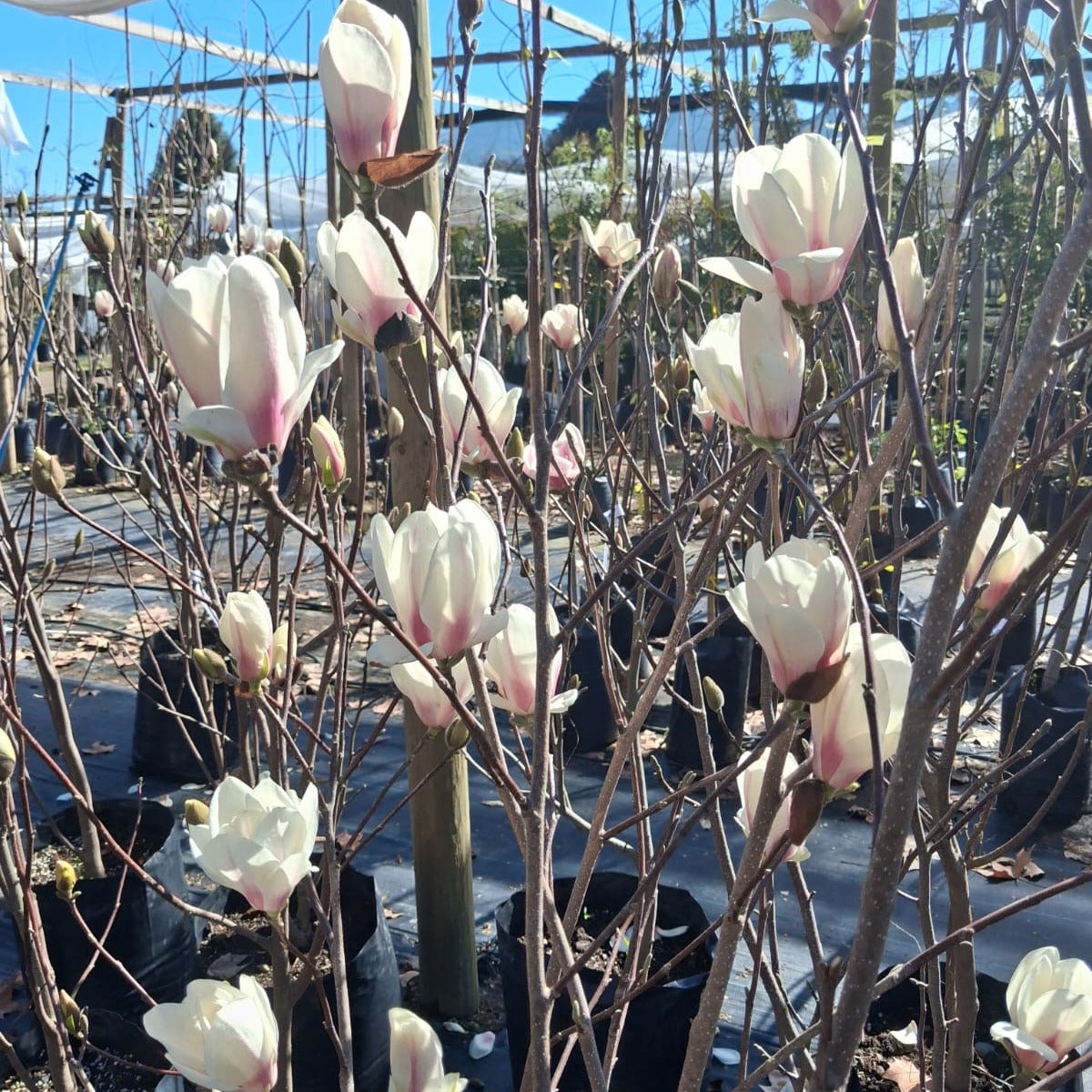Magnolio Soulangeana - Magnolia X Soulangeana