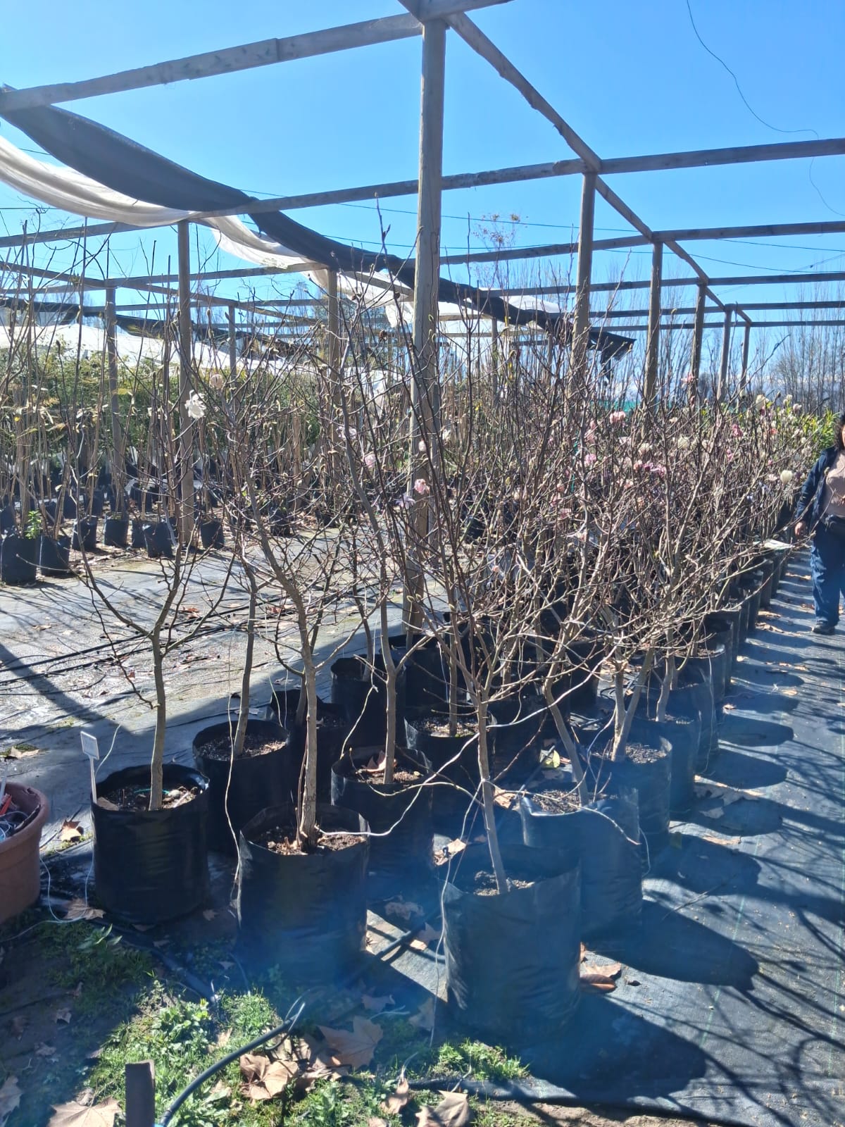 Magnolio Stellata - Magnolia Stellata