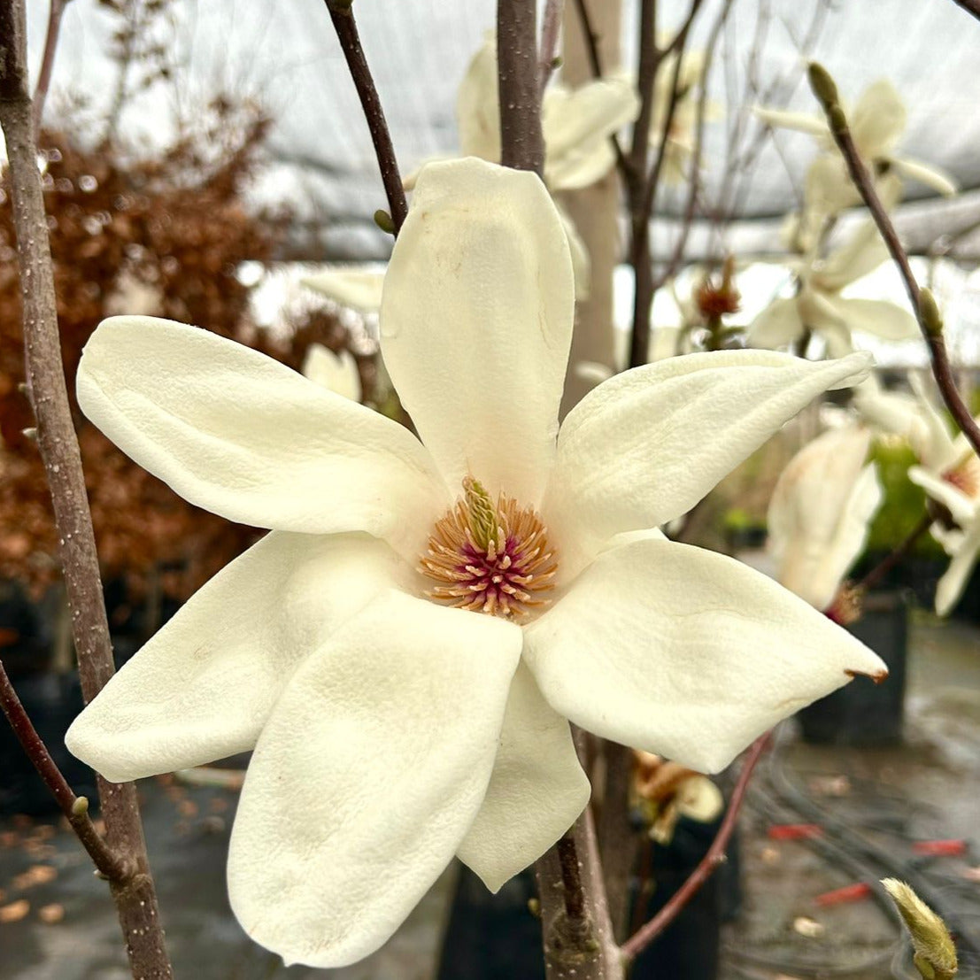 Magnolio Yullans - Magnolia Yullans Conspicua