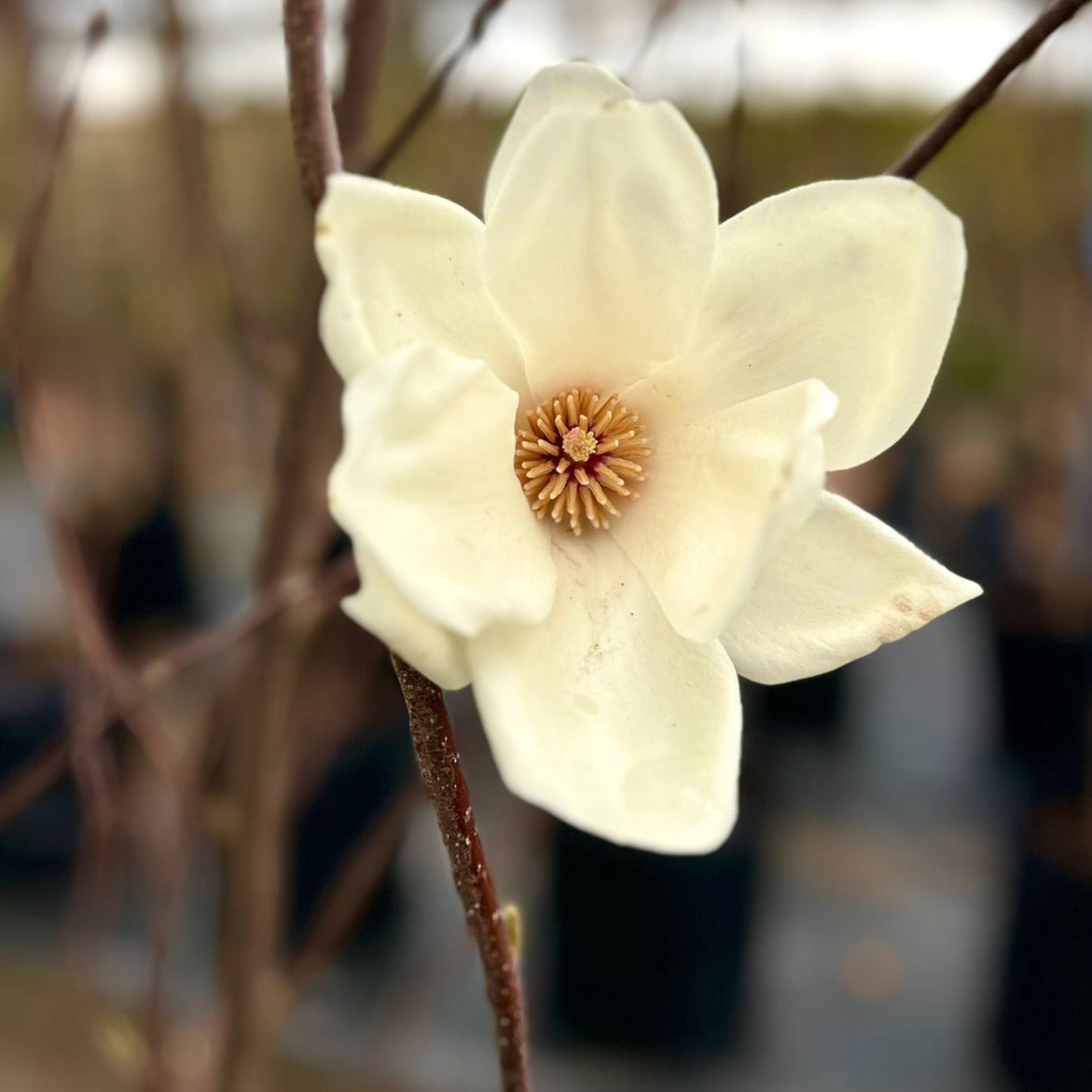 Magnolio Yullans - Magnolia Yullans Conspicua