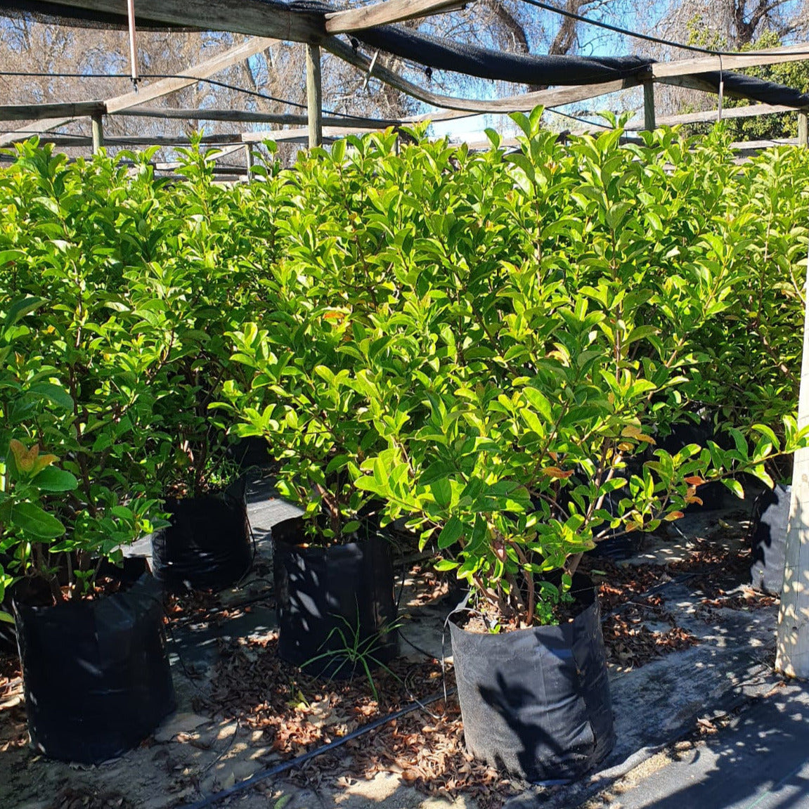 Viburnum Mascantha - Viburnum Mascantha (Mediano)