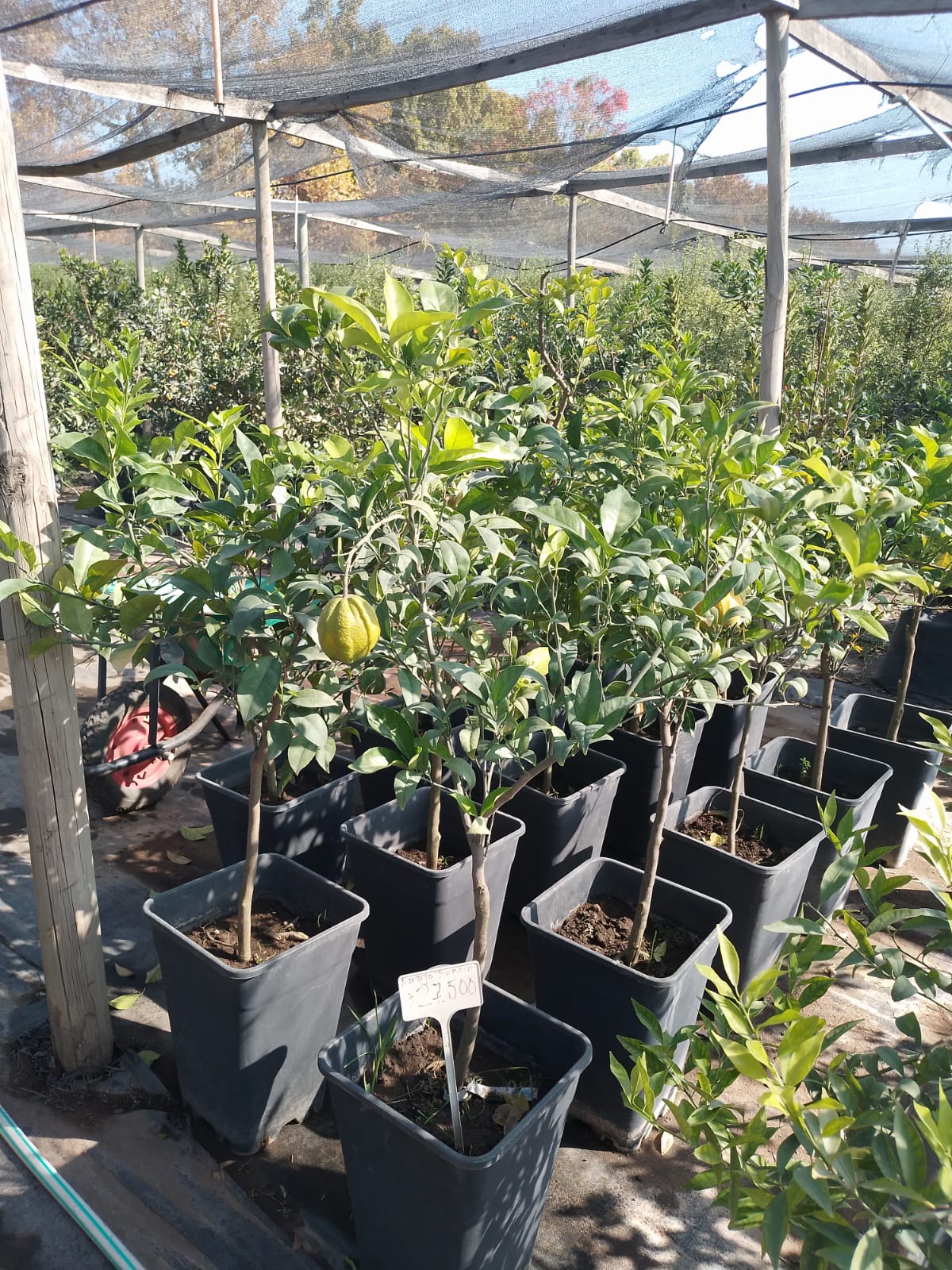 Naranjo Thompson - Citrus Aurantium Var. Thompson