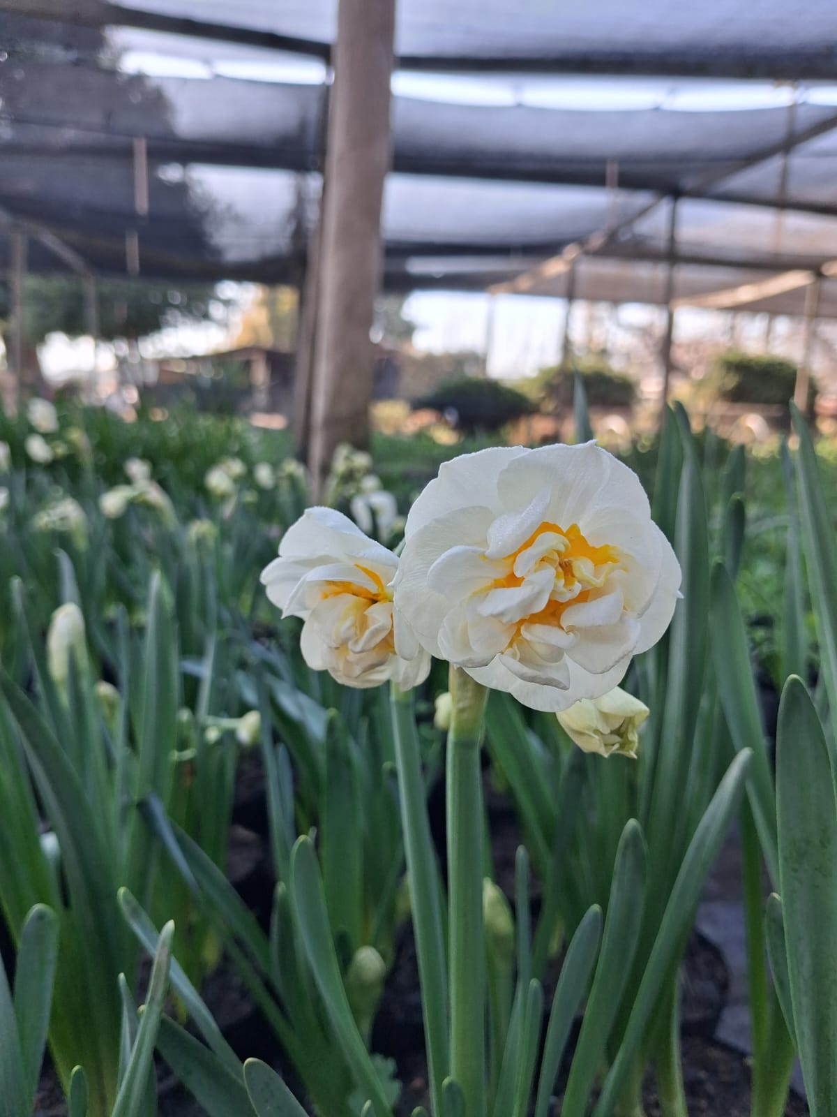 Narciso doble amarillo suave