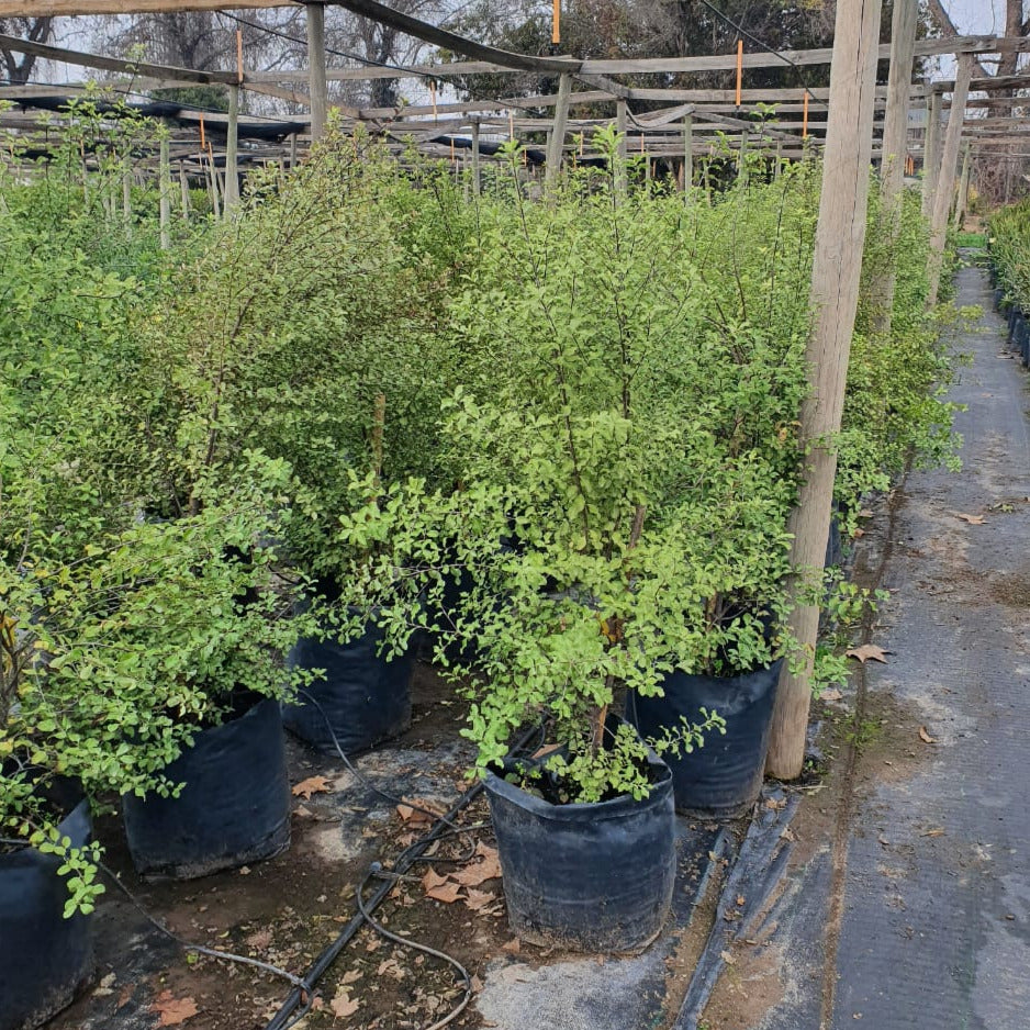 Pitosporo Nigricans - Pittosporum Tenuifolium