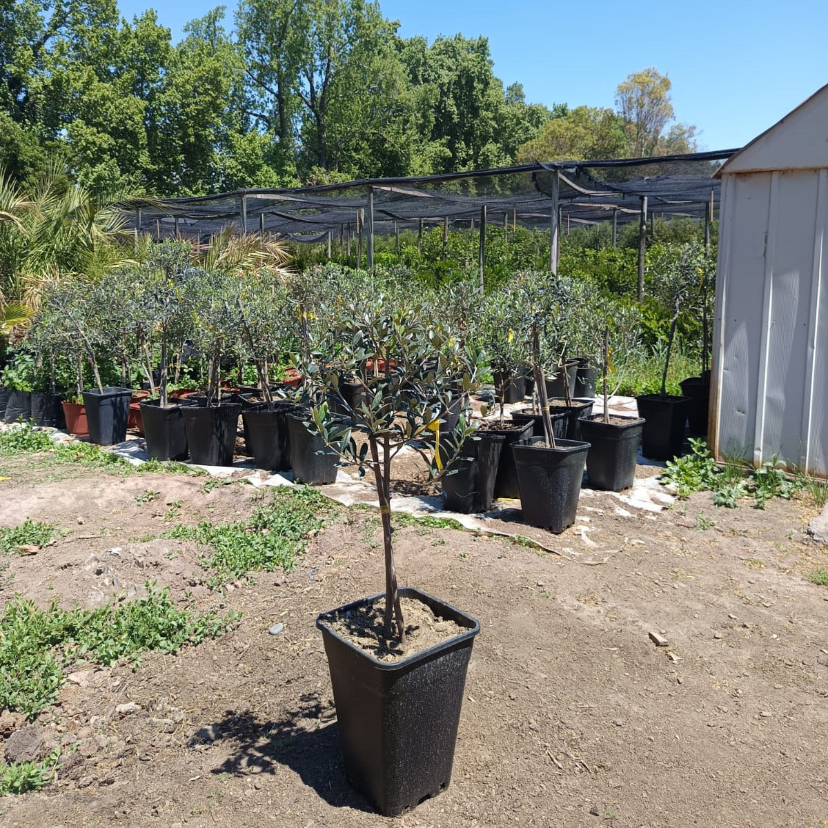 Olivo De Comer Pie Alto- Olea Europaea Var. Sevillana