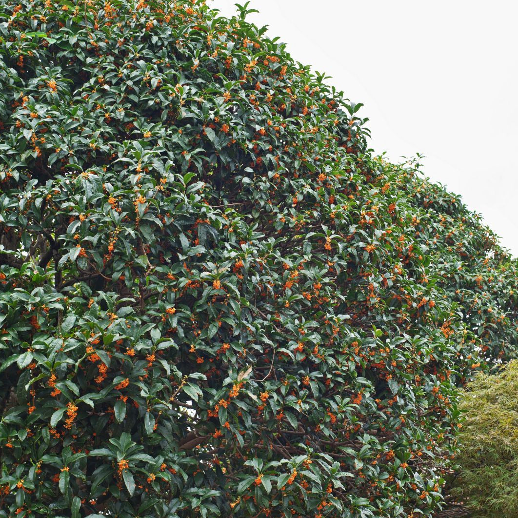 Osmantus Fragrans - Osmanthus Fragrans