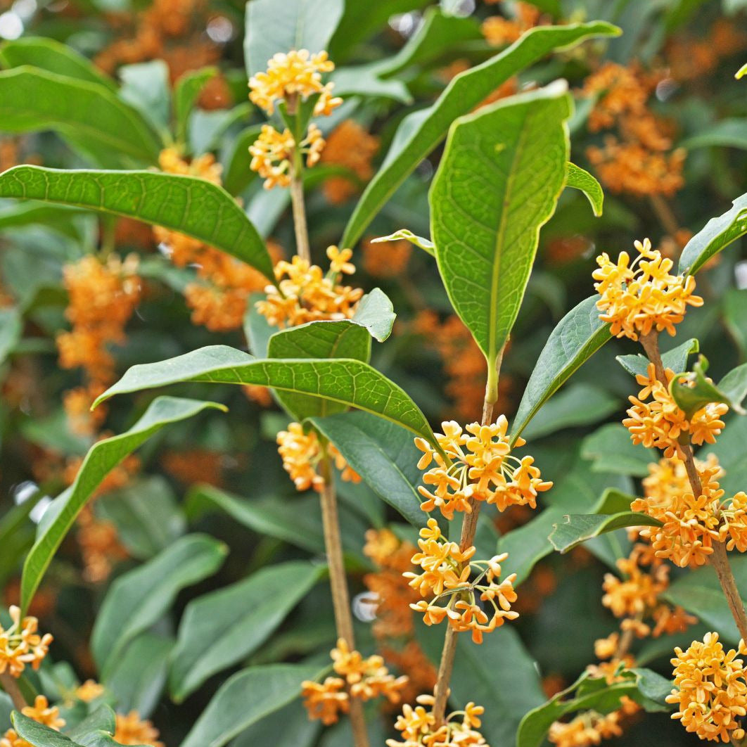 Osmantus Fragrans - Osmanthus Fragrans
