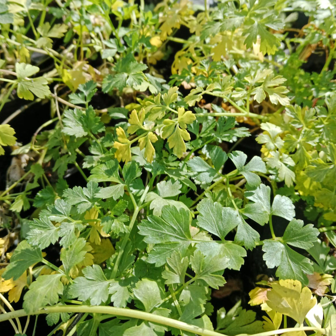 Perejil- Petroselinum sativum