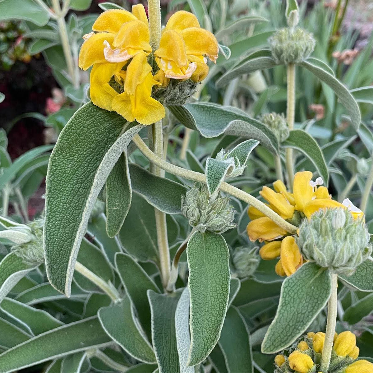 Phlomis fruticosa