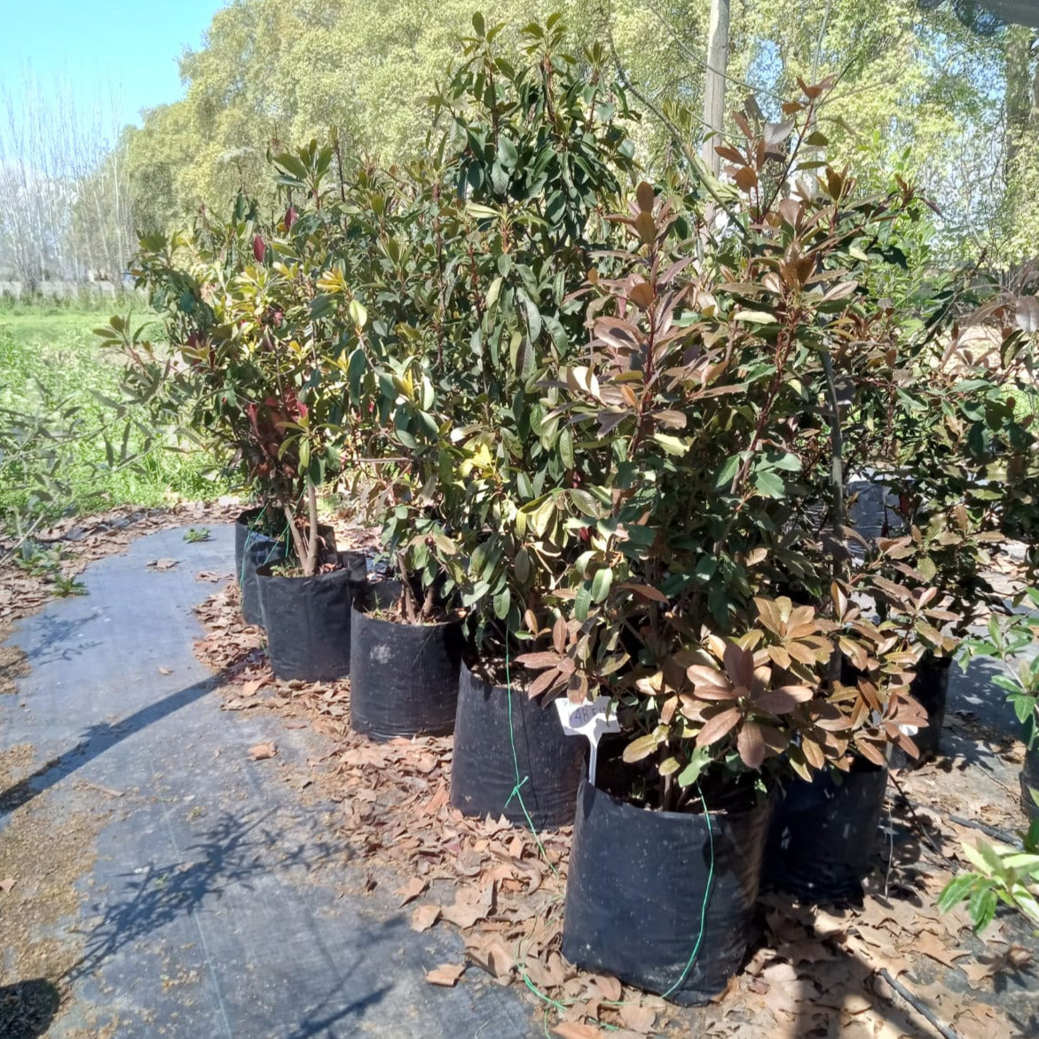 Photinia - Photinia Serrulata