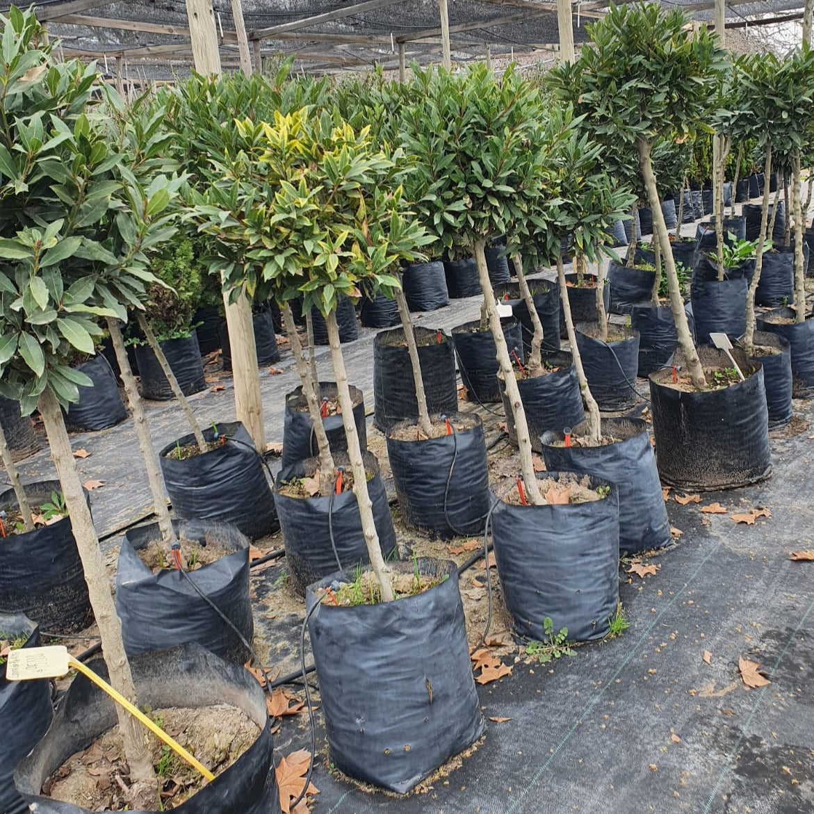 Laurel de Comer Pie Alto - Laurus Nobilis