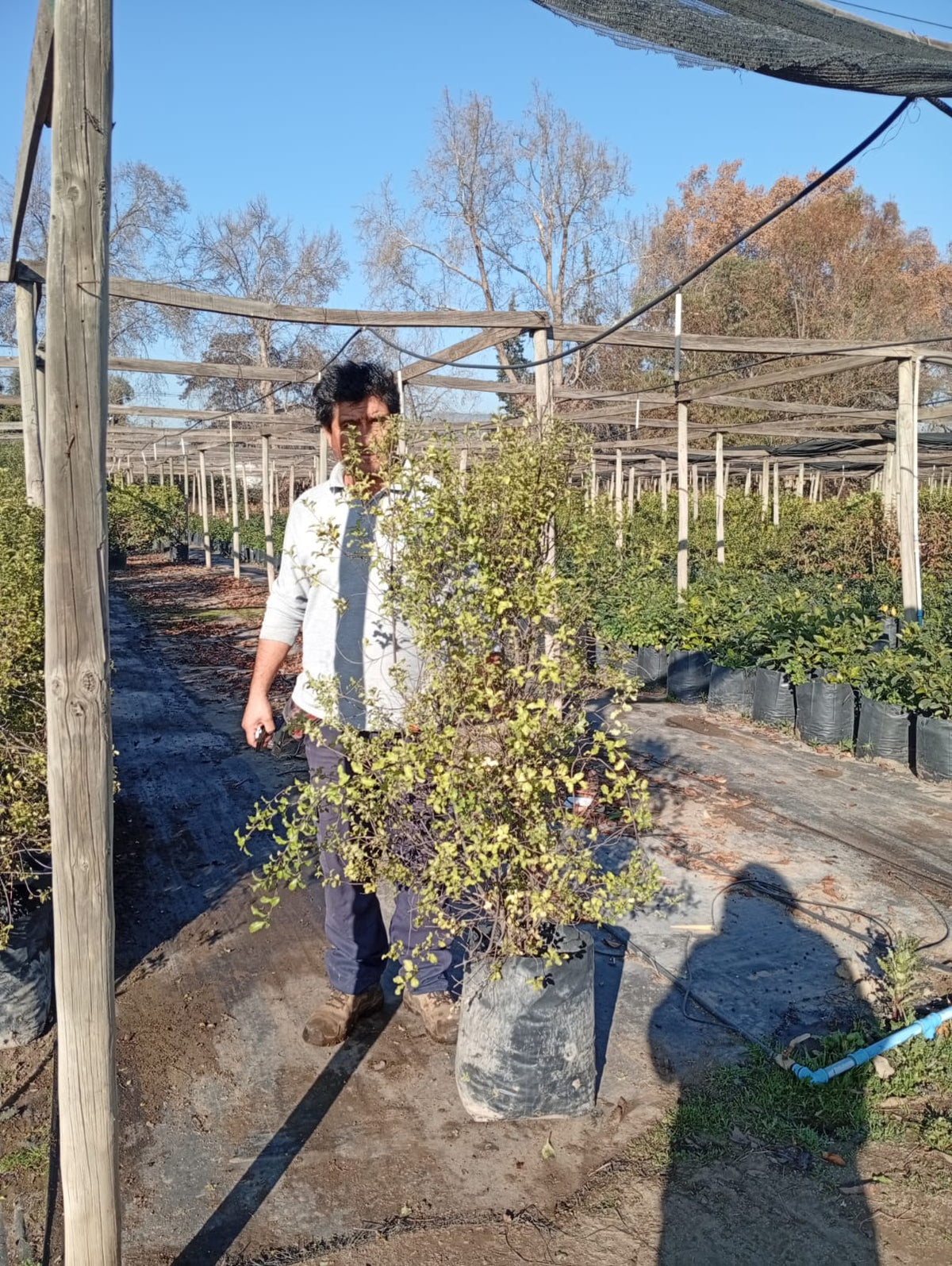 Pitosporo Nigricans - Pittosporum Tenuifolium