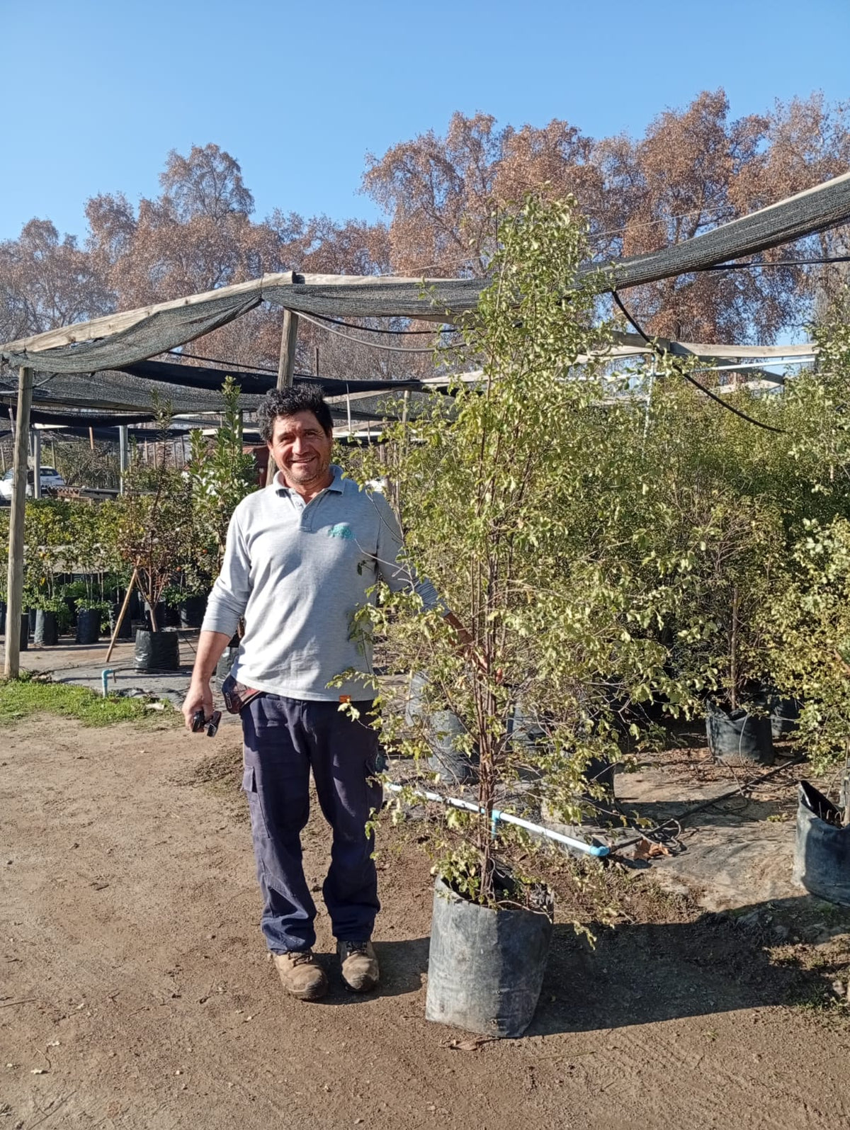 Pitosporo Nigricans - Pittosporum Tenuifolium