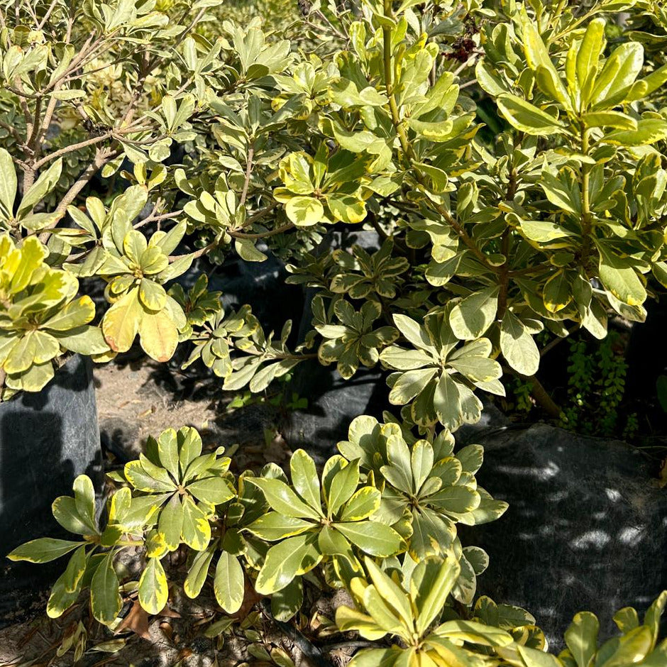 Pitosporo Tobira Variegado- Pittosporum Tobira Variegado