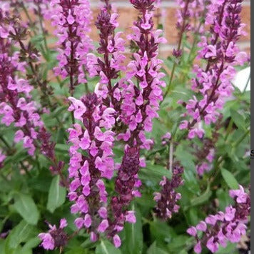 Salvia Nemorosa Salvatore - Salvia Nemorosa