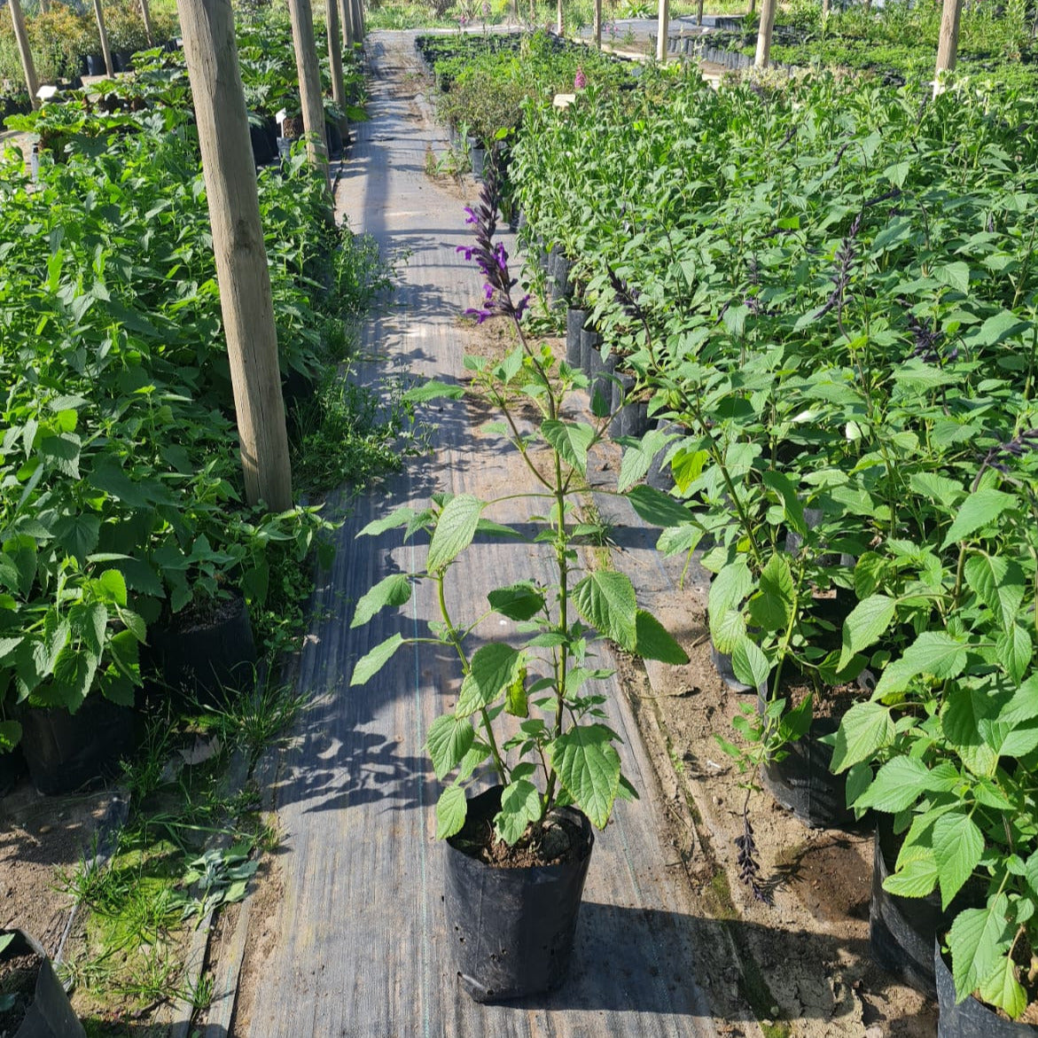 Salvia Amistad - Salvia Amistad &quot;Guaranitica&quot;