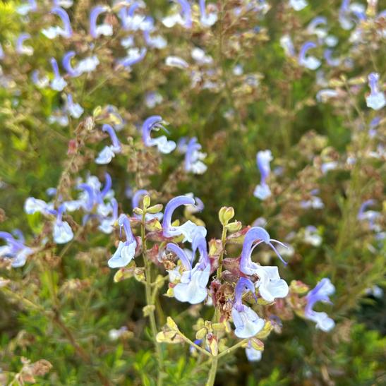 Salvia Chamelaeagnea