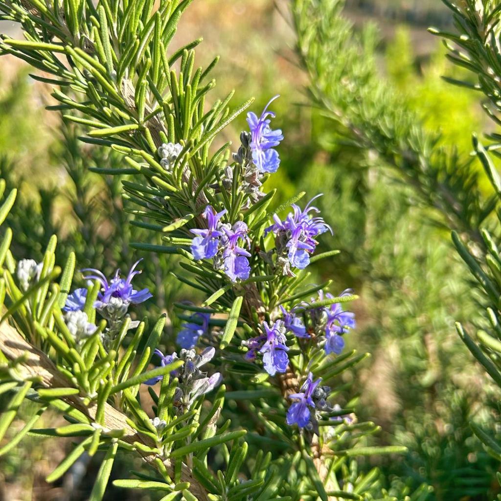 Rosmarinus cv. Tuscan Blue.- Romero Toscano