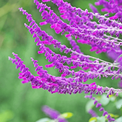 Salvia Leucantha Santa Barbara- Salvia Mexicana