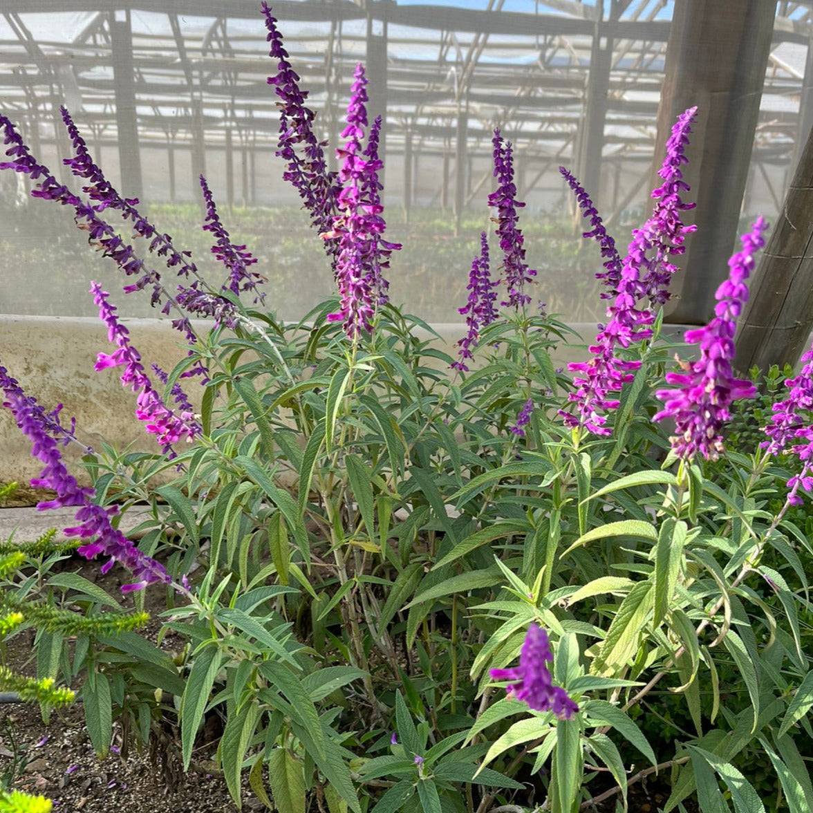 Salvia Leucantha Midnight