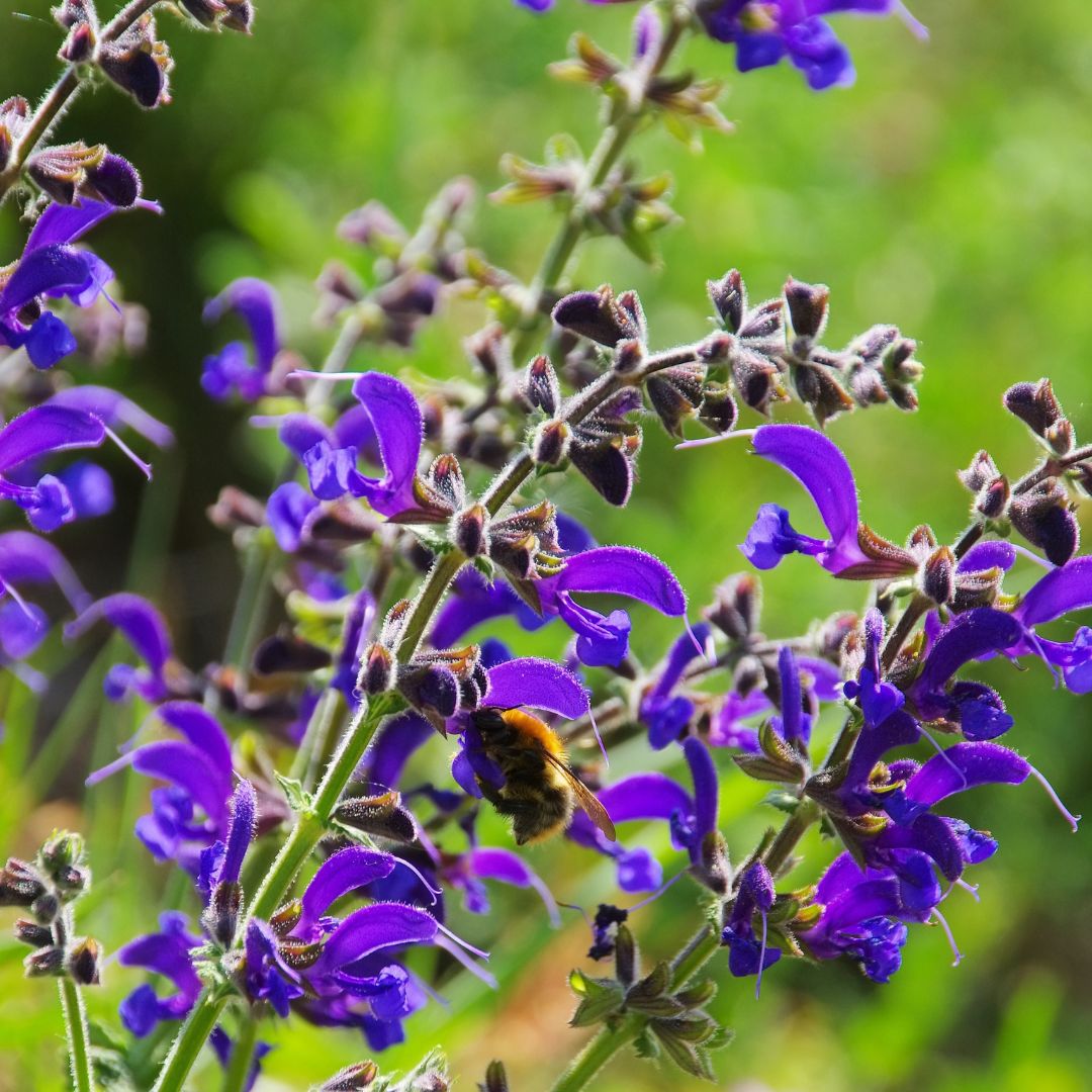 Salvia Pratense- Salvia de los prados