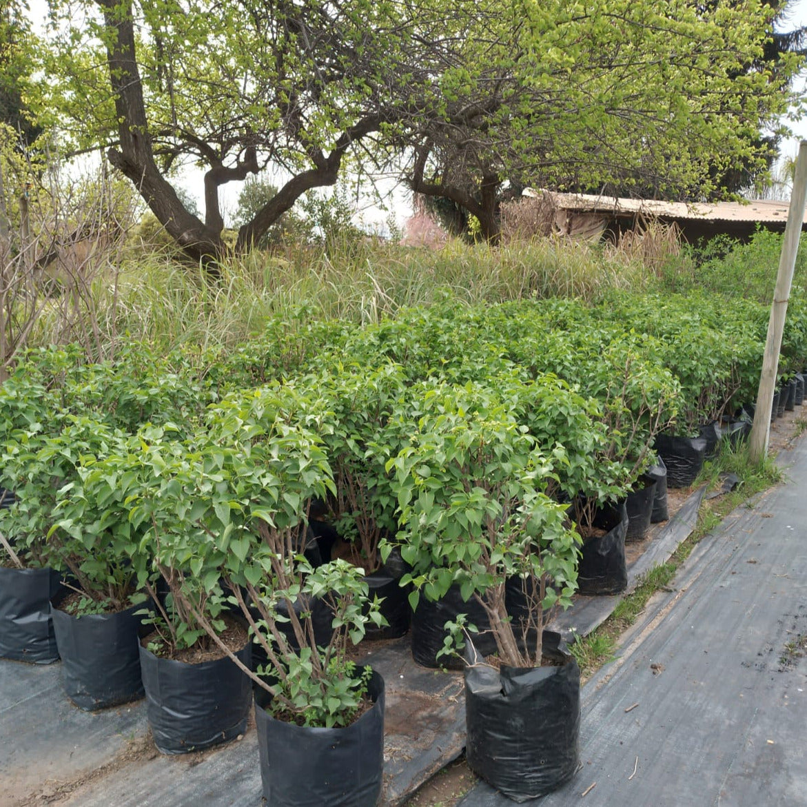 Syringa vulgaris- Lila común blanca