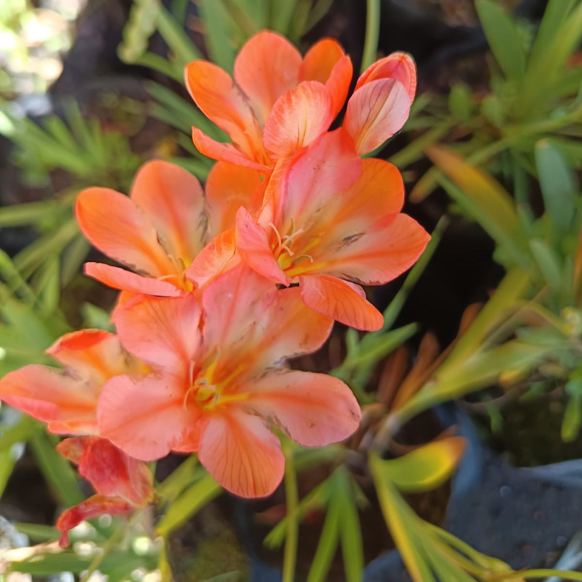 Tritonia crocata- Crocosmia crocata, -Ixia crocata - Montbretia