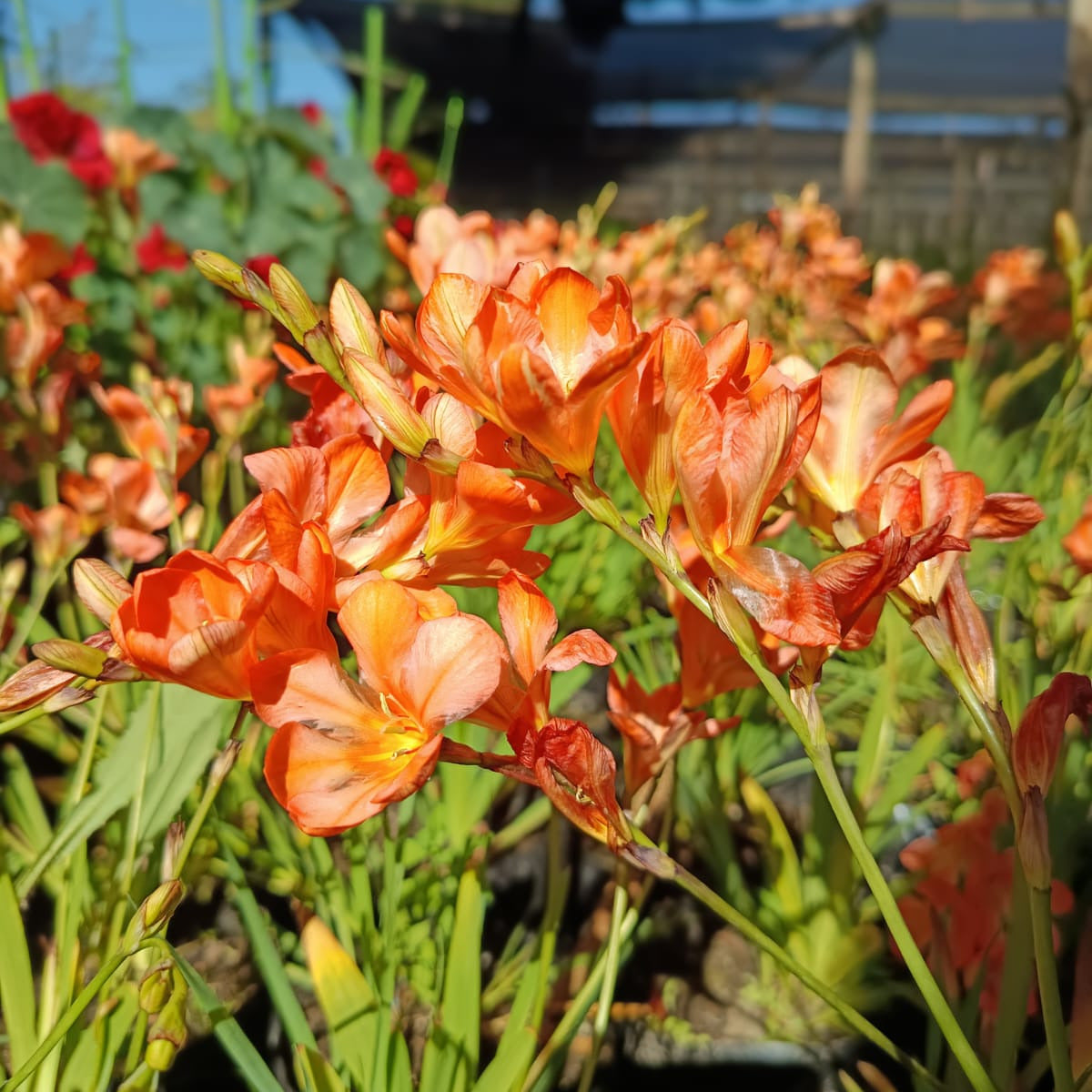 Tritonia crocata- Crocosmia crocata, -Ixia crocata - Montbretia