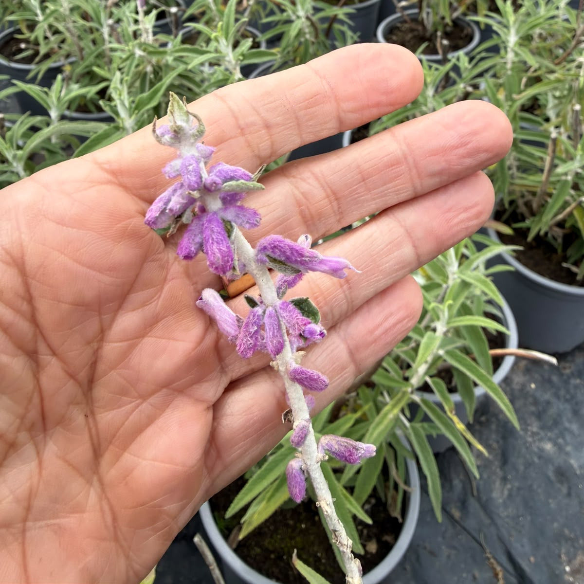 Salvia Leucantha Santa Barbara- Salvia Mexicana