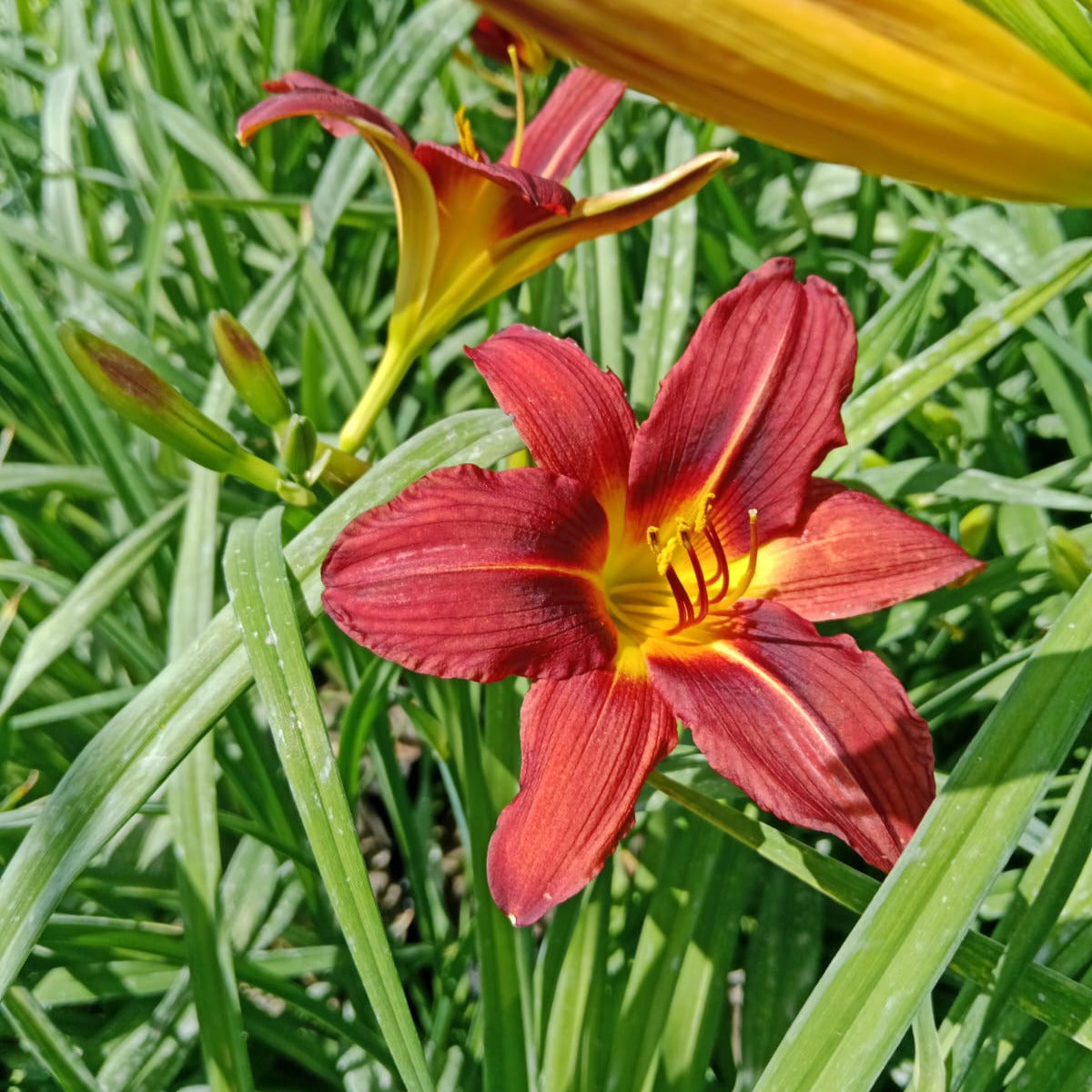 Hemerocallis Terracota