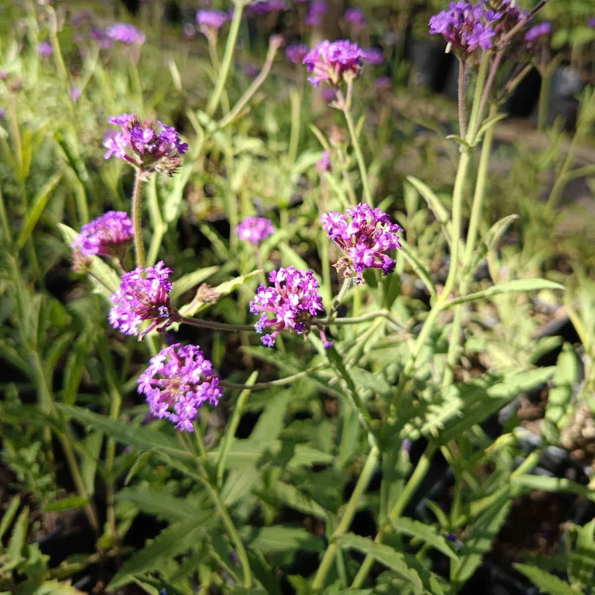 Verbena rígida