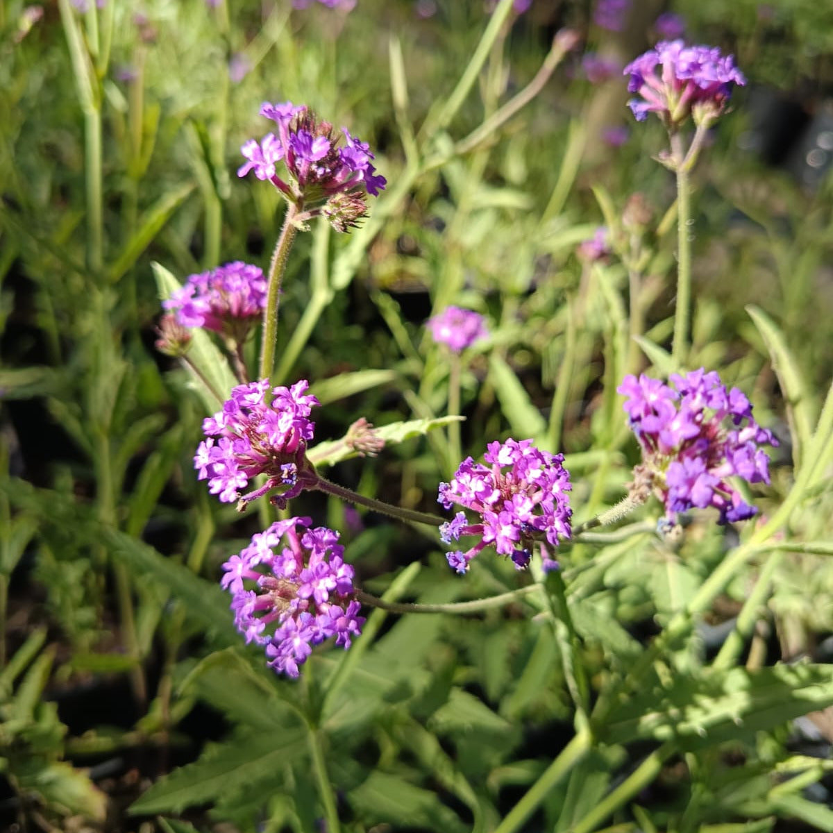 Verbena rígida